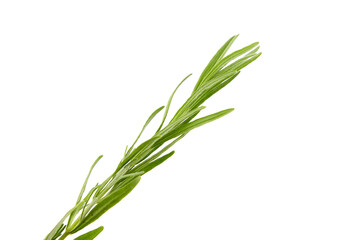 Fototapeta premium Lavender herb plant with green leaves isolated on white background