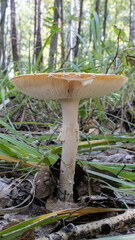 mushrooms in summer forest on green orange background photography