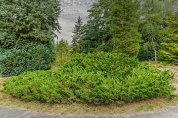 Chinese juniper, Juniperus chinensis var. globosa cinerea, is an evergreen ground cover conifer native to Tibet, China and Japan for use in parks and gardens