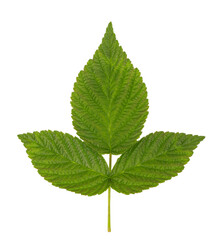 Raspberry green leaves isolated on white background