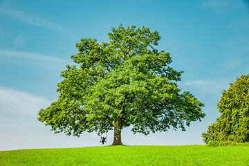 Grüner Baum auf einem Hügel