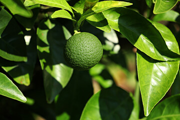Cosmos, Orange cosmos, cosmos flowers, flower