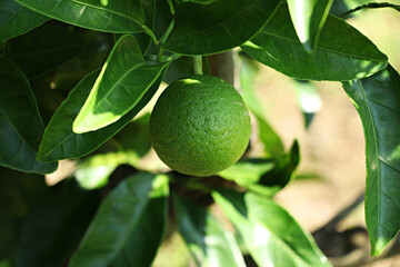 Tangerine from Jeju Island Korea, Watson pomelo,
Snowy landscape, Snow on Watson pomelo