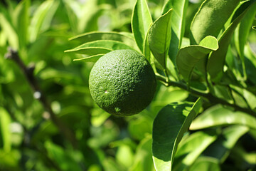 Tangerine from Jeju Island Korea, Watson pomelo,
Snowy landscape, Snow on Watson pomelo