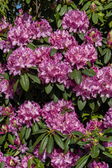 Fototapeta premium Flowering bush Rhododendron 'Roseum Elegans' (hybrid catawbiense) in landscape city park 