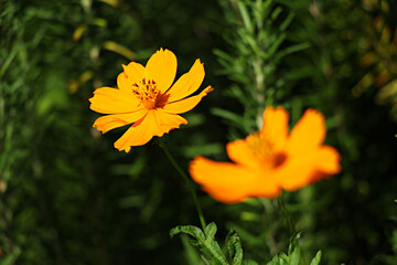 Cosmos, Orange cosmos, cosmos flowers, flower