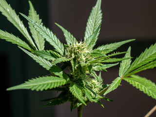 Fototapeta na wymiar Cannabis blooming flower full of THC