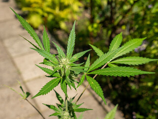 Cannabis blooming flower full of THC