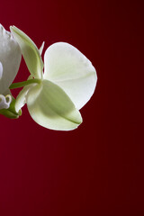 Detail of a white phalaenopsis orchid with copy space.