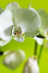 Close-up of a white phalaenopsis orchid plant.