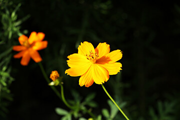 Cosmos, Orange cosmos, cosmos flowers, flower