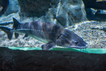 Naklejka premium Fish Swimming In The Depths Of The Ocean. Ecosystem