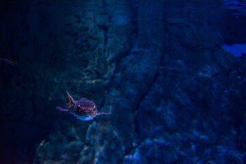 Exotic Fish Swimming Among Corals In Ocean. Ecosystem