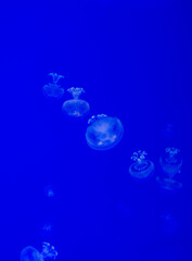 Small Sea Lung Jellyfish With A Blue Background. Rhizostoma Pulmo. Ecosystem