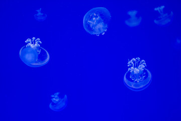 Obraz na płótnie Canvas Small Sea Lung Jellyfish With A Blue Background. Rhizostoma Pulmo. Ecosystem