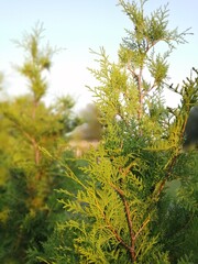Thuja western Brabant. Branches illuminated by the sun.