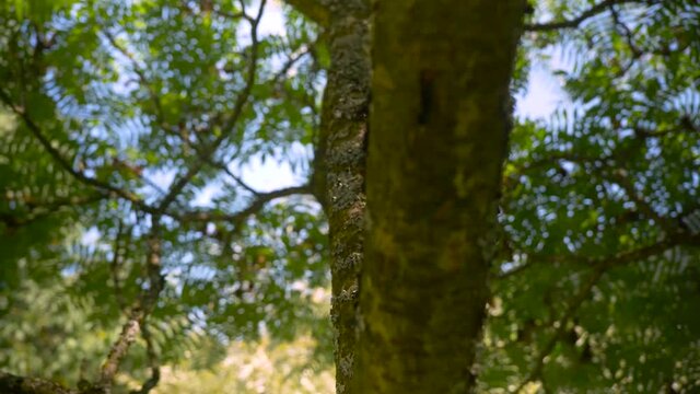 tree in the forest