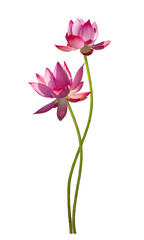 Beautiful pink lotus flower isolate is on white background 
