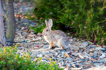 Rabbit in the early morning light