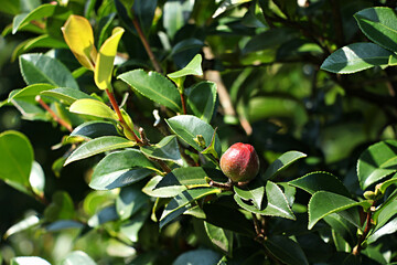 Camellia tree, Camellia fruit, Fruit