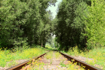 Rails in the wild lead through dense trees