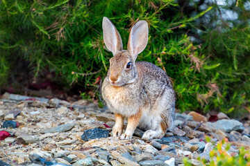 Rabbit in the early morning light