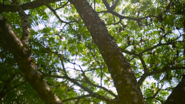 tree in the forest
