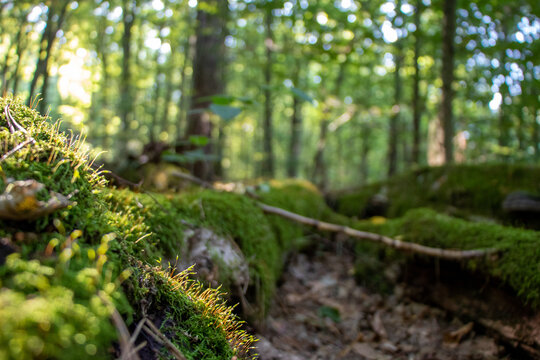moss on the tree