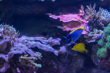 Naklejka na ściany i meble Acanthurus Leucosternon Fish Swimming Among Corals. Ecosystem
