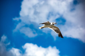 Sea Gull Flying
