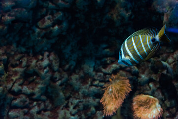Naklejka na ściany i meble Exotic Fish Swimming Among Corals In Ocean. Ecosystem
