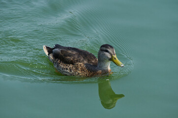 Female Mallard Duck (Anas Platyrhynchos) in the Water