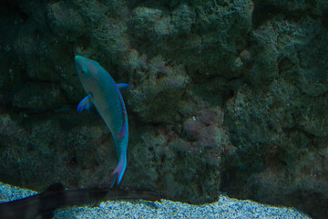 Fototapeta premium Exotic Fish Swimming Among Corals In Ocean. Ecosystem