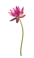 Beautiful pink lotus flower isolate is on white background 