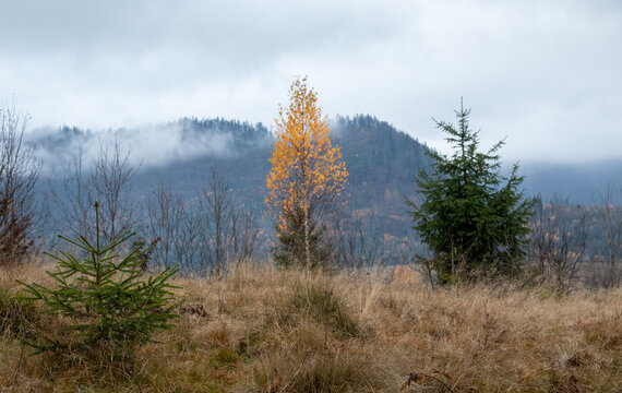 trees in the fog
