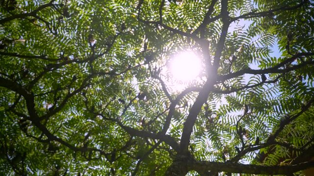sun in the forest