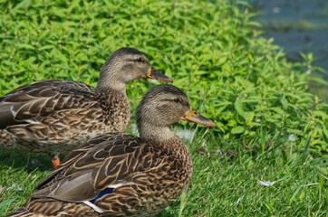 Female Mallard Ducks (Anas Platyrhynchos) on the Grass