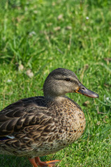 Naklejka na ściany i meble Female Mallard Duck (Anas Platyrhynchos) on the Grass