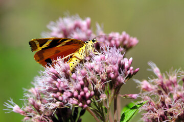 Nature photography with a day-flying moth Jersey tiger euplagia quadripunctaria on a pink plant hemp agrimony eupatorium cannabinum and blurred background - Stockphoto