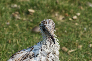 Close up of a Young Seagull