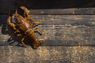 crayfish fresh ready to cook raw product meal snack on the table copy space food background rustic. top view