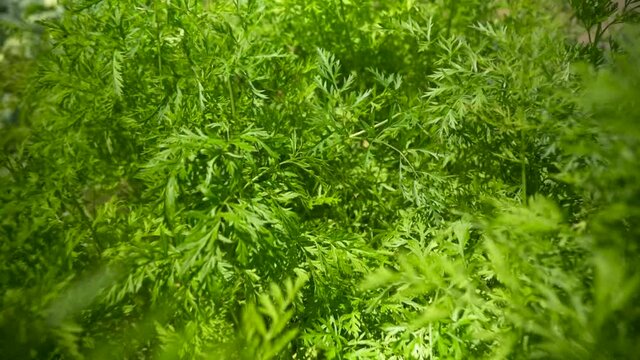 green grass background