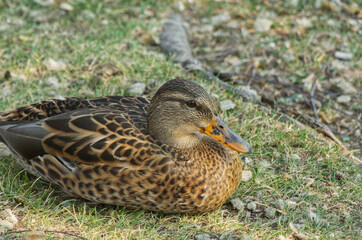 Female Mallard Duck (Anas Platyrhynchos) on the Grass
