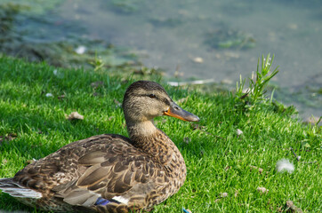 Female Mallard Duck (Anas Platyrhynchos) on the Grass