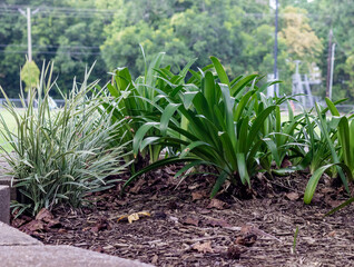 Plants in a garden at the park