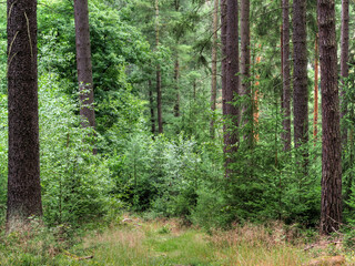 Kleiner Wanderweg im Mischwald