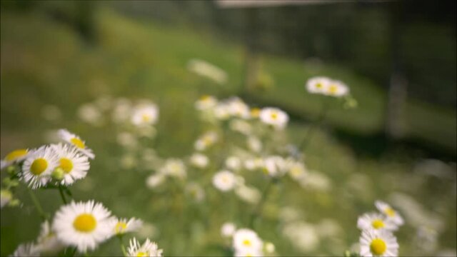 daisies in a field