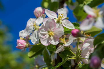 Sprig of white flowers blooms on a pear tree against a blue sky