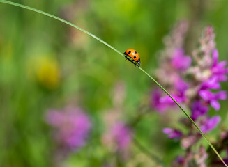Ladybug  on green grass