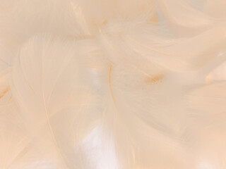 Obraz premium Beautiful abstract white and brown feathers on white background and soft yellow feather texture on white pattern and yellow background, feather background, gold feathers banners, brown texture